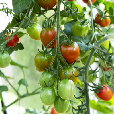 Growing Cherry Tomatoes 1025706