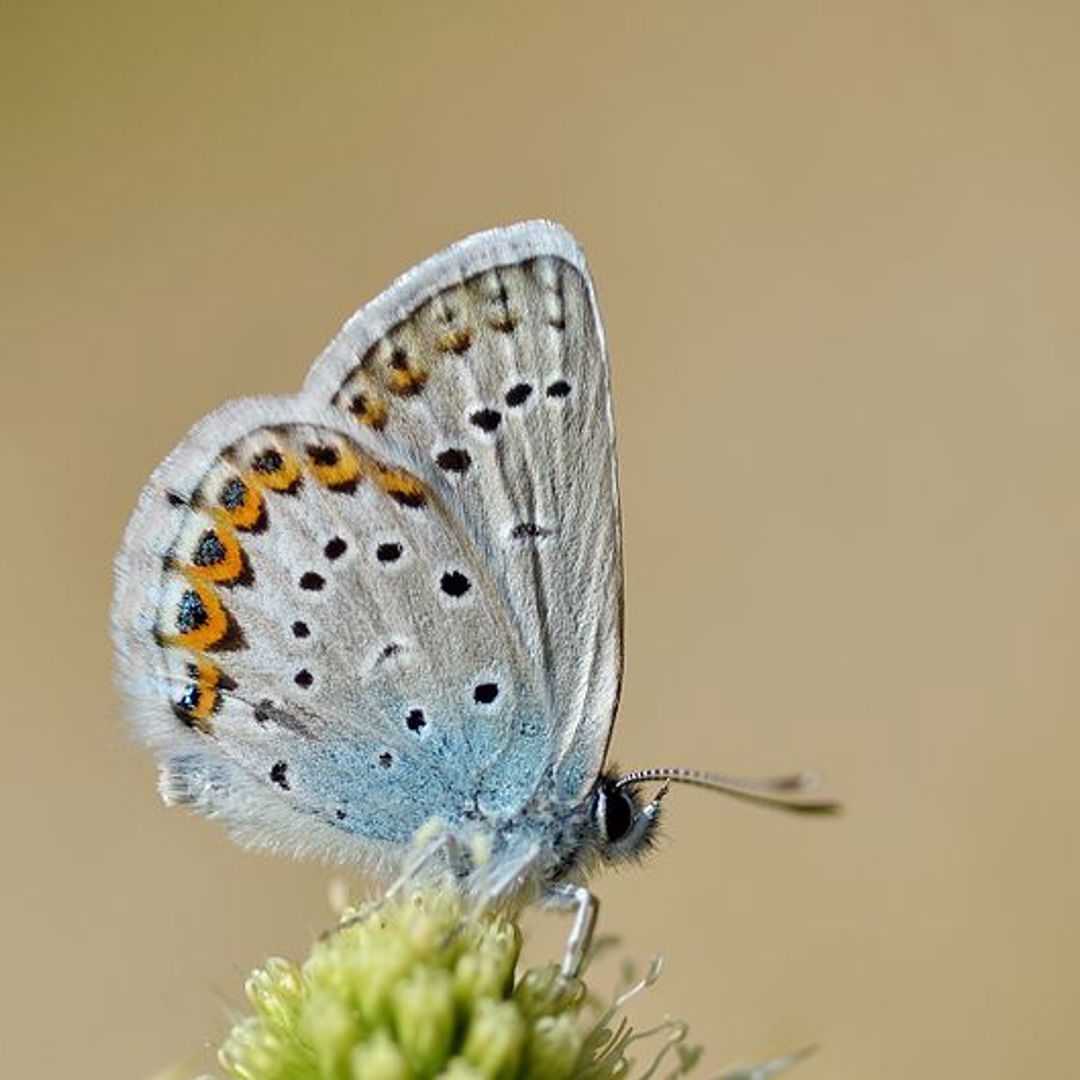 800Px Plebejus Idas